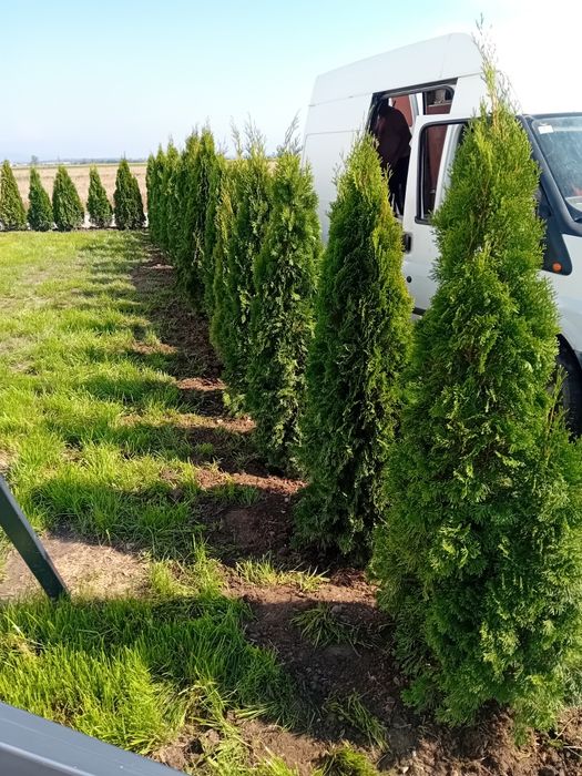 Vând tuia thuja smaragd diferite dimensiuni direct producător