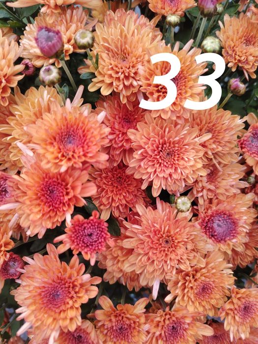 Продам укоренненые черенки ХРИЗАНТЕМЫ МУЛЬТИФЛОРА