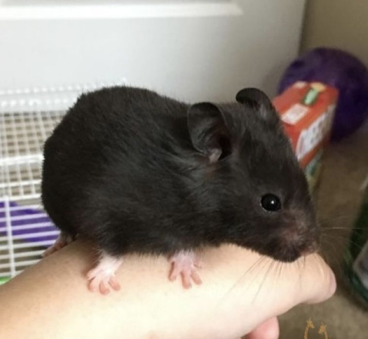 Продам серийских хомячков