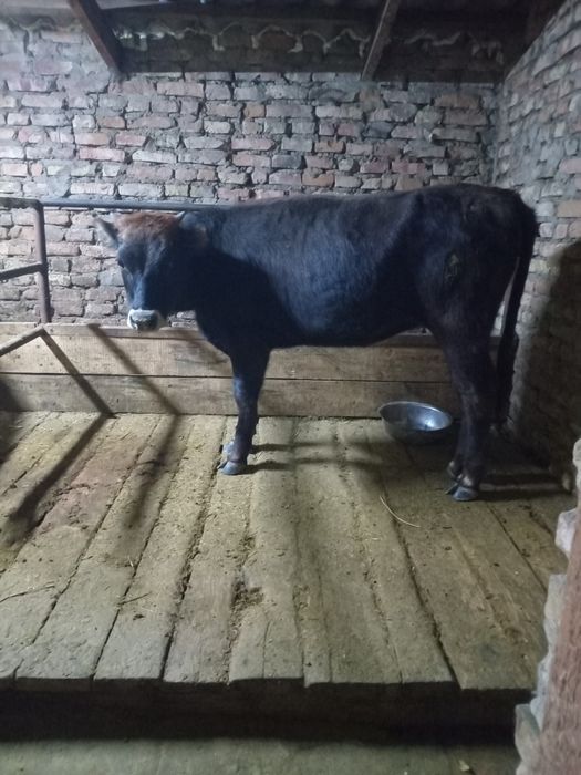 Прадам телчку откорм