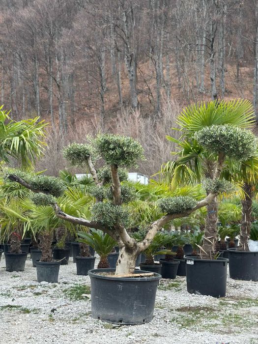 Maslin Bonsai , Palmier Trachycarpus Fortunei , Bananier Musa