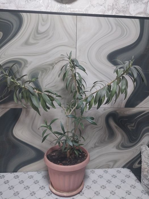 Алеандр  розовый