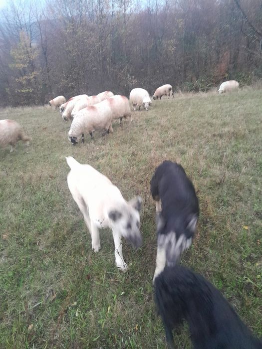 Vând 30 de oi miori și stramiori