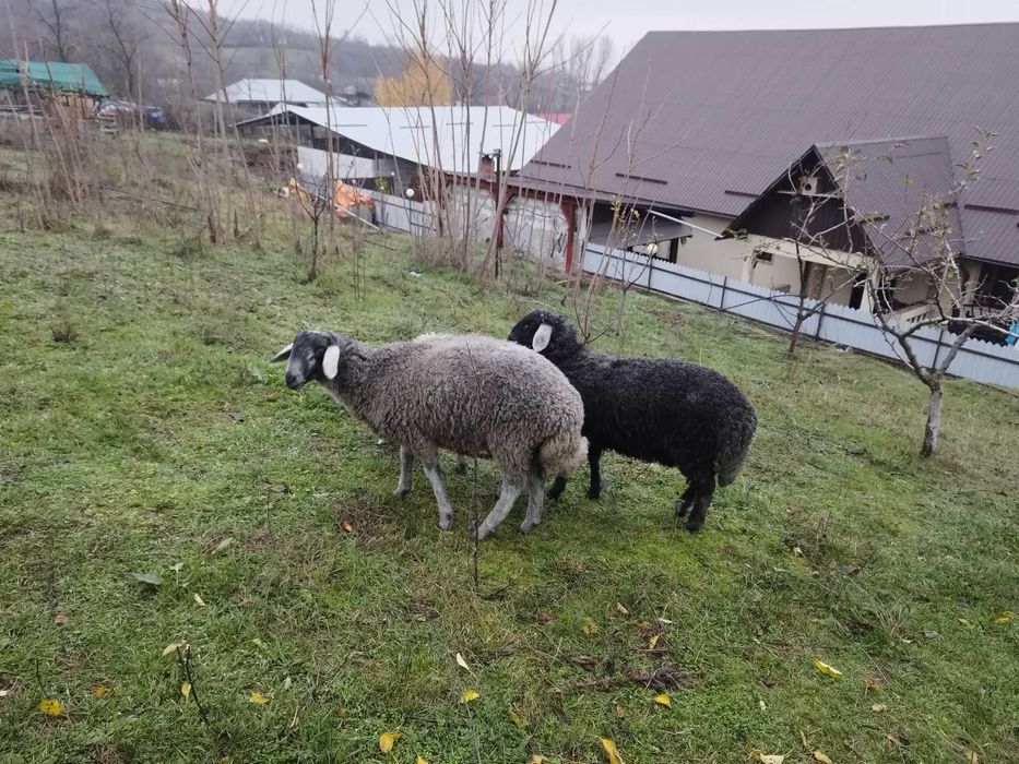 Vand 3 carlani karakol