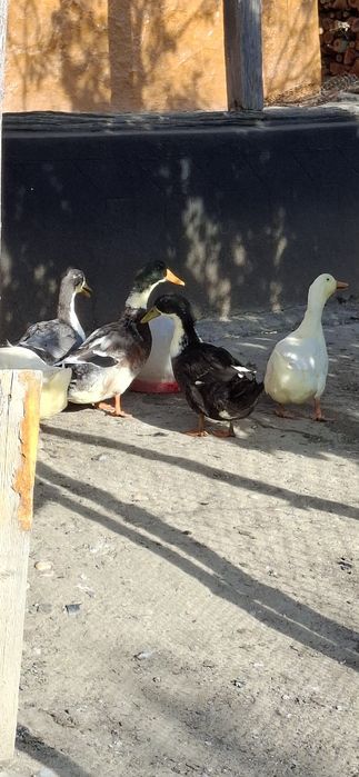 Vând 5 rațe din Primavara
