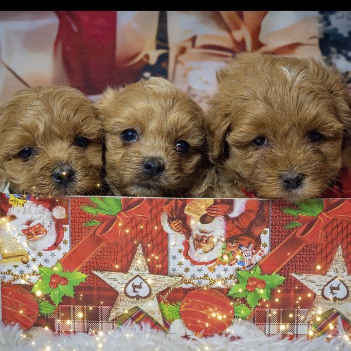 Малтипу момченца