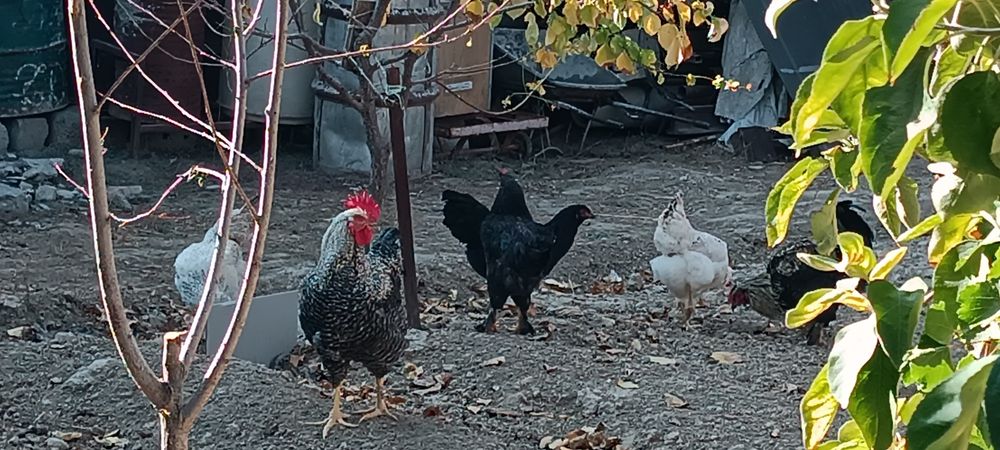 Домашние хуроз ва товуклар сотилади