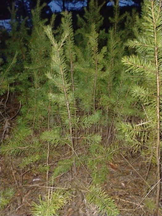 Сеянцы ели сибирской и сосны обыкновенной