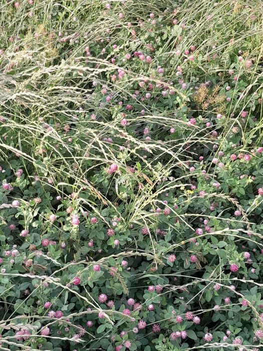 Vând baloți de iarbă mixtă