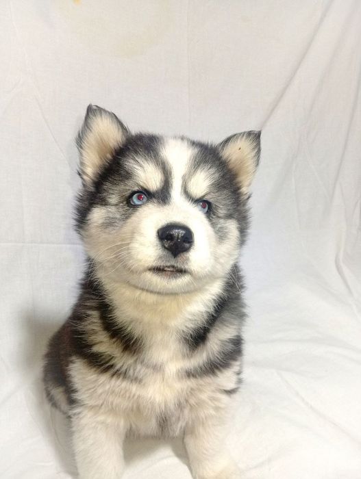 Продаются чистопородные щенки хаски