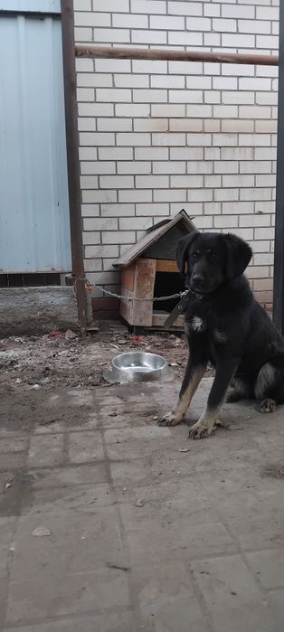 Собаку в добрые руки