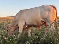 Vând tauri Charolais