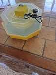 Vand clocitoare de puii