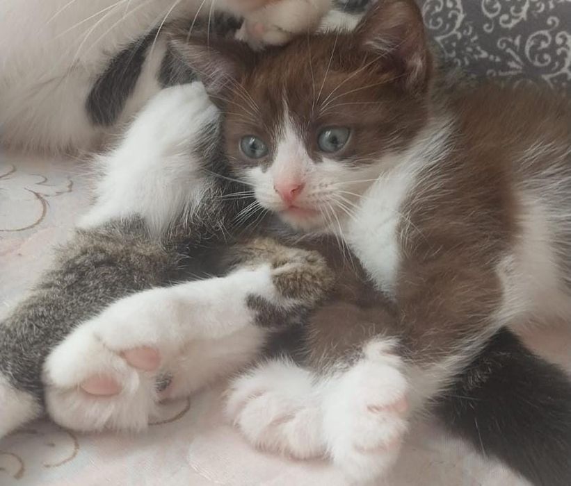 Отдам в добрые руки котёнка