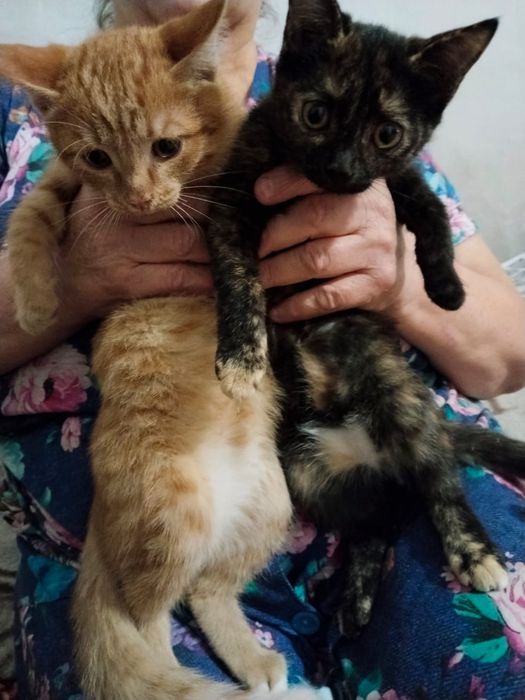 Отдам котят в добрые руки