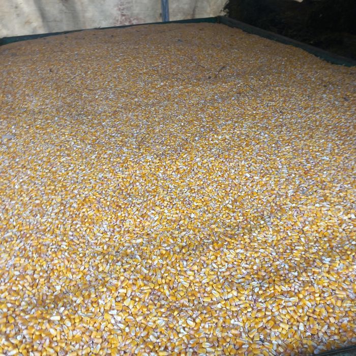 Vând porumb nou 1 leu