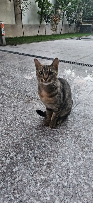 Donez o Pisica Frumoasa si Cuminte