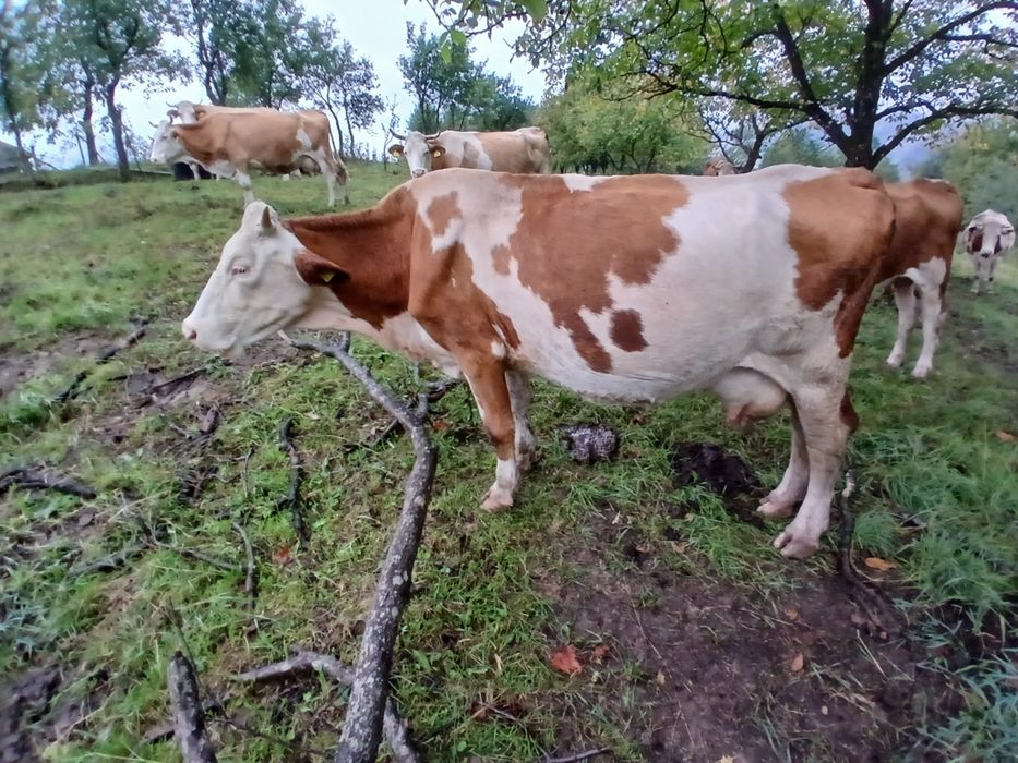 De vânzare 3 vaci