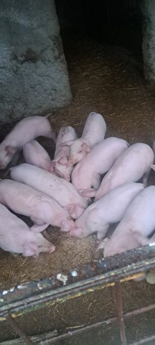 Vând iepurași pereche sau separat