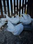 Puicuțe rasa Leghorn