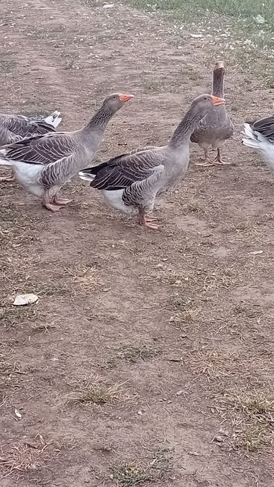 Vând gâște crescute in libertate