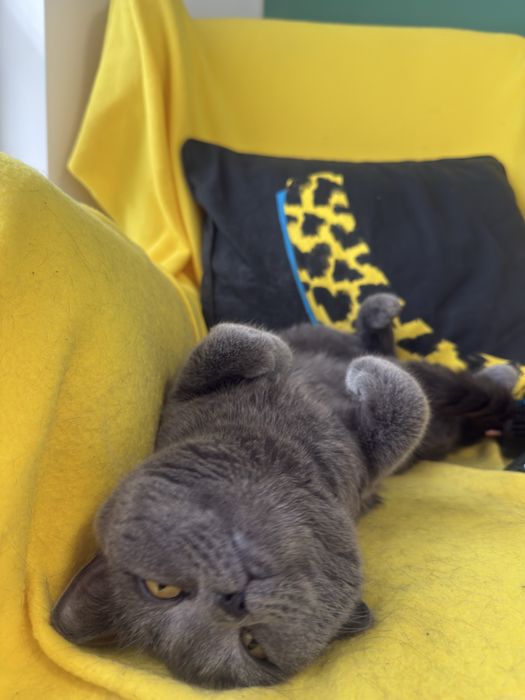 Подарявам Британска късокосметска