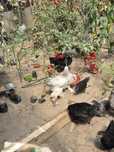 Vând pui cochinchina, brahma , australorp, mixte și ouatoare