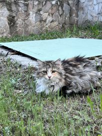 породиста котка, Norwegian Forest cat