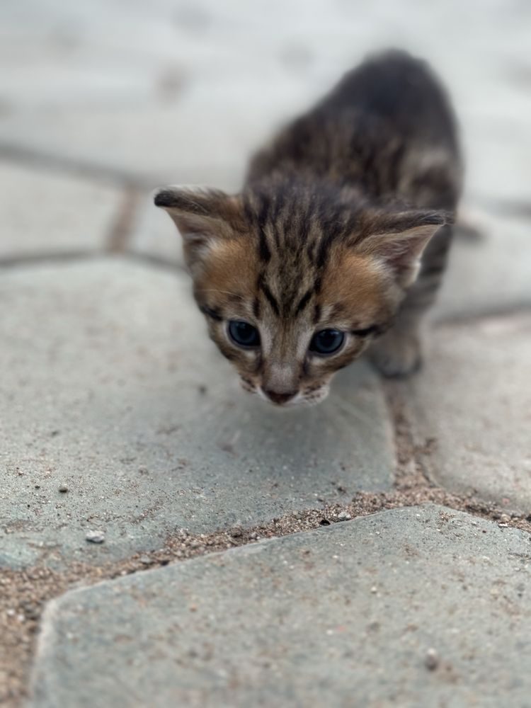 Отдадим 4 котят и 1 кошку