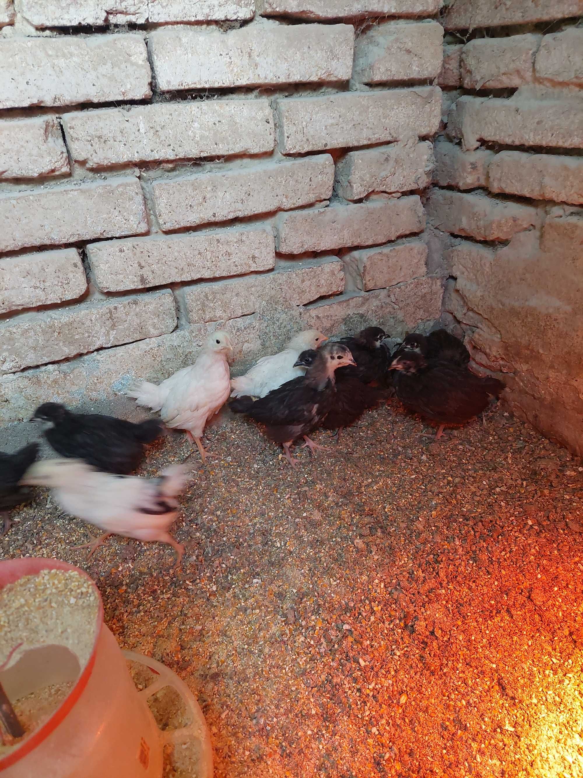 Pui de găini australorp negru cu 6-7 săptămâni