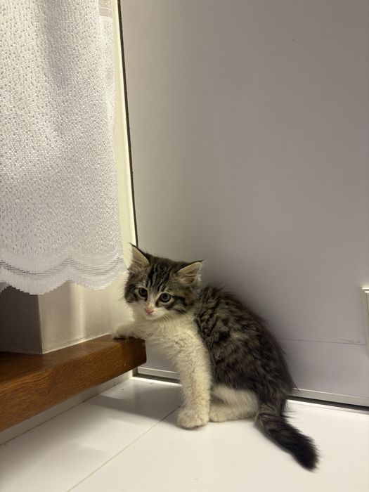 Отдаем котят в хорошие и добрые руки