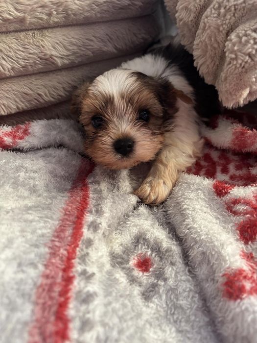 Йорки бивър чудесен подарък