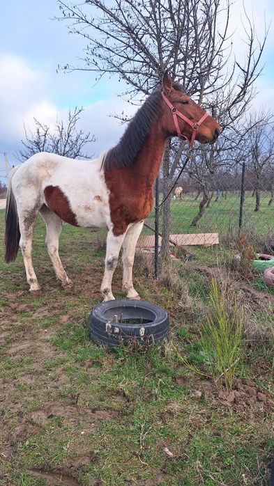 Iapa Pinto gestanta/schimb