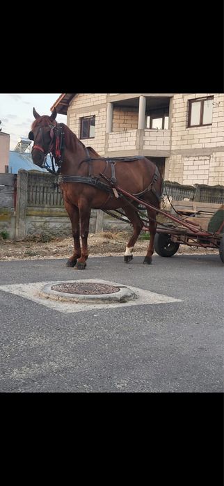 Vand iapa de 6 pe 7 ani