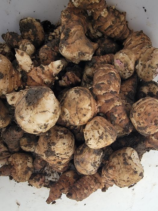 Тапинамбур свежий 1000тг за килограмм