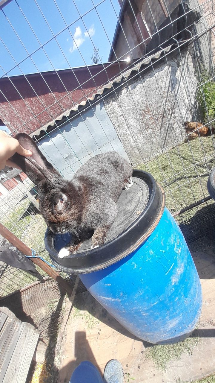 Vând iepure cotoi 250 lei