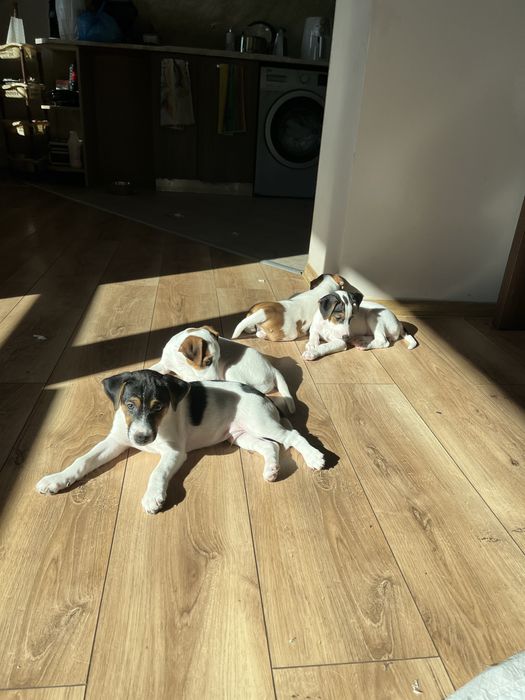 Джак Ръсел териер