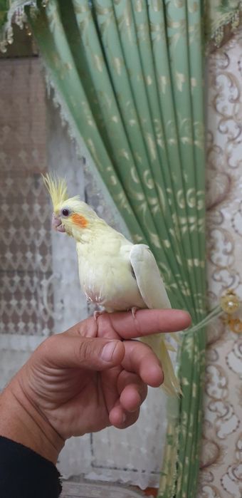 Papugay karelo 2 oylik tuchnoy