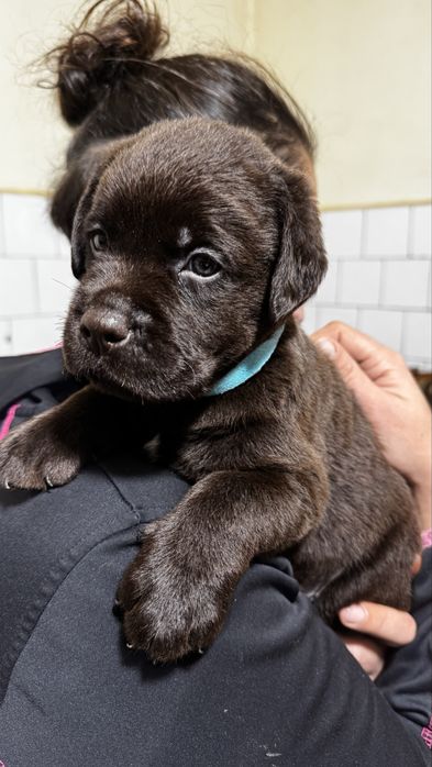 Pui Labrador Retriever