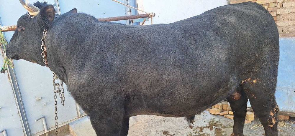 Бука Buqa сотилади