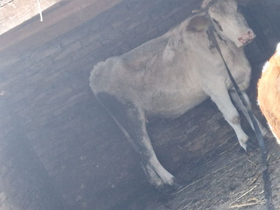 Vand 2 vaci si 1 taur si o vitea