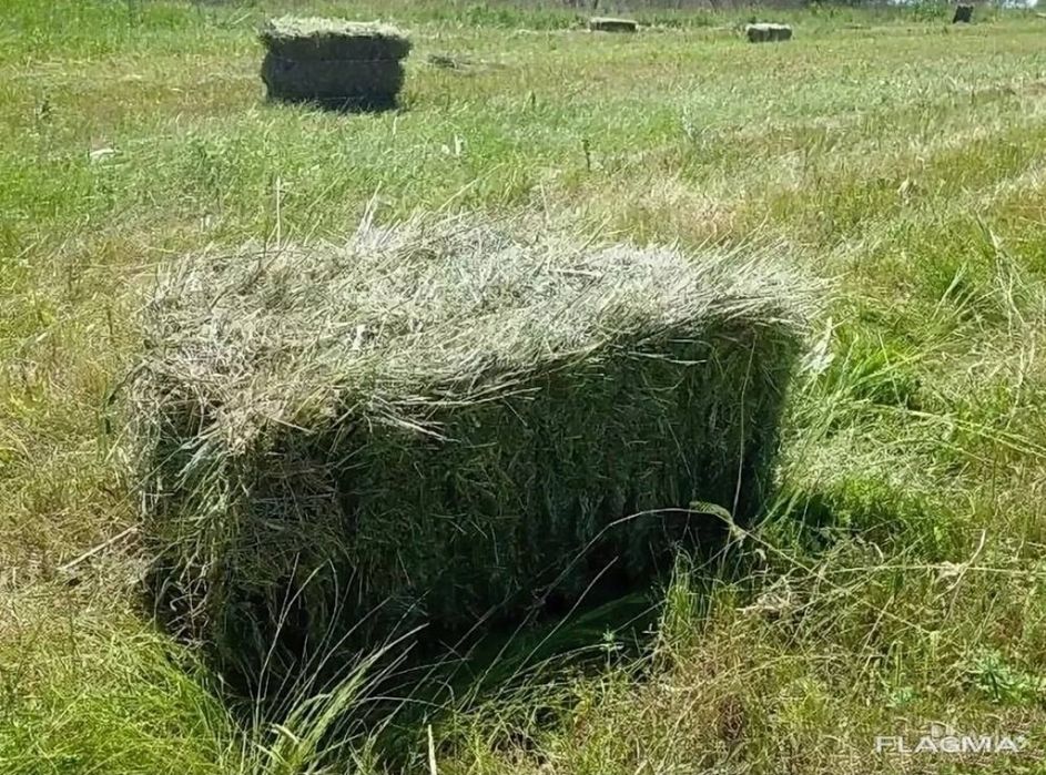 Люцерна Жонышка Клевер Шоп