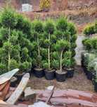 Plante ornamentale care schimbă complet curtea