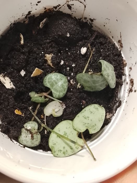 Маленькие черенки