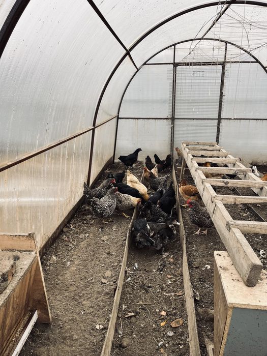 Продам кур несушек и 4 индоутки