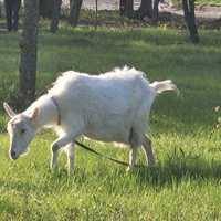 Продам алпейская коза