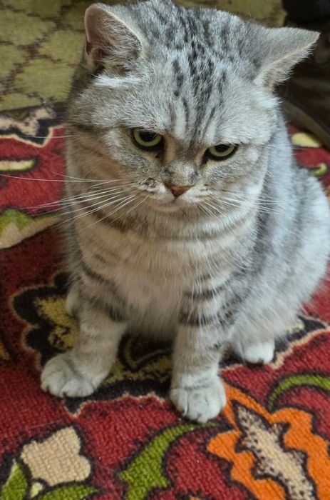 Отдам кошку Британскую  в добрые руки