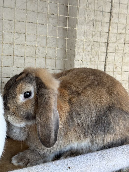 Продается пара декоративных  кроликов