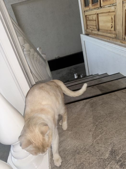 Mushuk кошка отдам даром