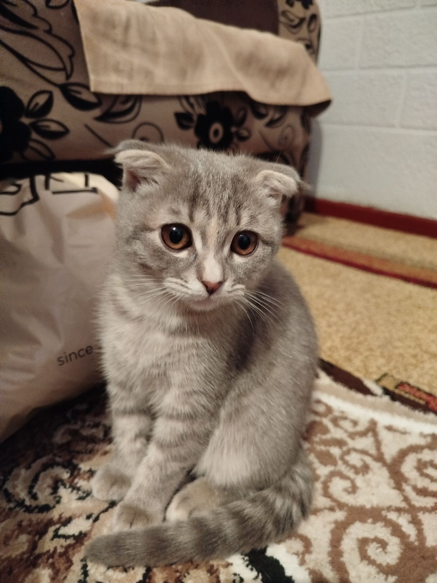 Продаётся котенок